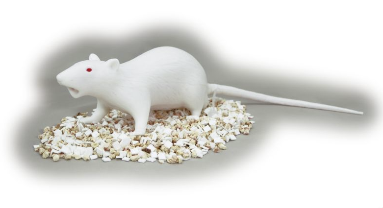 NATSUME RAT MODEL (모형쥐)